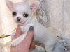 Krystals Puppies Kc Pure White Girl Chihuahua