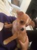 X-mass Chihuahua puppy for sale
