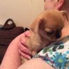 6 Little Chihuahua/shih Tzu,text on (xxxxxxxxxx)