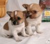 Lovely chihuahua puppies ready for good home (xxx) xxx-xxx6