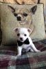 AKC Chihuahuas Puppies