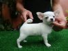 Loving Chihuahua Puppies Available