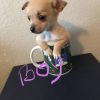 Teacup Chihuahua male and female puppies