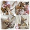 100 % Full Chihuahua Girl Puppies For Sale. Kc Reg