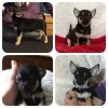 Lovely Little Chihuahua Boy Puppy For Sale. Kc Reg