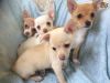 Beautiful Chihuahua Puppies for sale