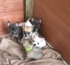 CHIHUAHUA PUPPIES READY NOW