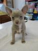 CKC Chihuahua Puppies for Sale Born xx-xx-xxxx