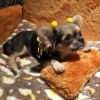 Exclusive Chihuahua Puppies For Sale