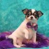 Chihuahua Puppies for rehoming