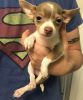 CHARMING Chihuahua Puppies for New Home.