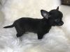 Beautiful Chihuahua Puppies For Adoption