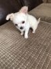 well socialized chihuahua Puppies