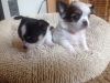 Akc Registered Chihuahua puppies