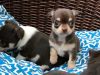 Adorable Chihuahua pups are ready to find their forever home