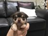 Adorable Chihuahua pups are ready to find their forever home