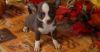 Beautiful Grand Champion Chihuahua Puppies