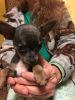 Applehead Chihuahua's Tiny ones
