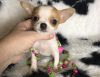 Beautiful Chihuahua Puppies text (xxx) xxx-xxx7