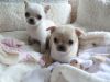 awesome chihuahua puppies available