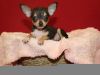 Cute tiny Chihuahua puppies (xxx) xxx-xxx7
