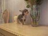 Very Small Lilac Chihuahua Puppies**now Ready**