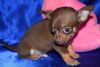 beautiful Chocolate short coat Chihuahua puppies for sale.