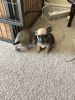 Beautiful Chihuahua Puppy For Sale