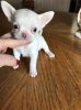 Adorable Chihuahua Puppies Ready Now