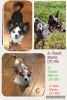 Chihuahuas for rehome