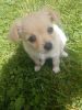 Male 10 week old Chihuahua for sale
