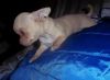 Tiny Apple Head Chihuahua Rosco xxx-xxx-xxxx