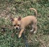 Sell 12 week old Female Chihuahua puppy