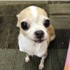 Cute Chihuahua Looking for Attention and Loving Family
