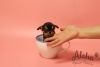 Teacup Mini Chihuahua Puppies For Sale [Pie]