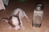 Miniature chiachuia male puppy for sale