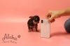 Teacup Mini Chihuahua Puppies For Sale - Pie
