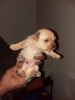 7ws old 3 female chiaquawa mix with poodle ready for good home