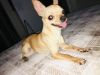 2 chihuahuas for sale