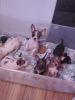 Toy chihuahua puppies for sale