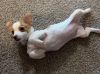 Full breed puppy Chihuahua