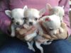 Vaccinated Chihuahua Puppies Forever Homes