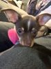 Deposit Recieved - Chihuahua For Sale in Grundy County