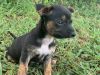 Chihuahuas/rat terrier mix puppies