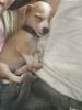 Chihuahua puppy needs new home