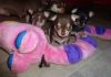 Registered Chihuahua Puppies