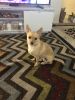 Cute chihuahua(mixed breed) puppy for sale