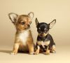 Healthy cute Chihuahua puppies ready for loving and caring homes