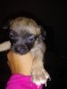 Blue eyed puppies for sell