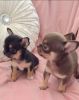 Chihuahua Dogs and Puppies for sale